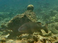 Un gaterin géant (Plectorhinchus obscurus)