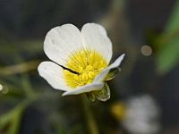 Bloem van Ranunculus peltatus var. peltatus