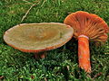 Lactarius deterrimus