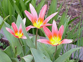 Tulipa turkestanica (Liliaceae)