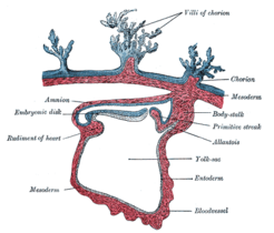 Doorsnede van het embryo. Embryonic disk=kiemschijf, body stalk=hechtsteel