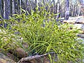 V. a. austriacum á Pinus sylvestris, Póllandi