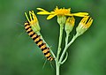 Caterpillar on ragwort plant