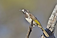 White-fronted honeyeater resting