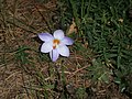 Crocus laevigatus