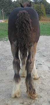 Vue arrière d'un jeune cheval