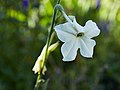 Miniatura para Nicotiana longiflora