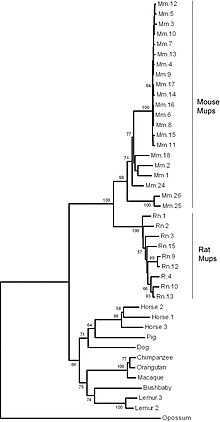 A phylogenetic tree of major urinary protein genes in mammals showing 21 mouse genes, 9 rat genes, 3 horse genes, 2 lemur genes and one gene each from pig, dog, orangutan, macaque, bushbaby and opossum