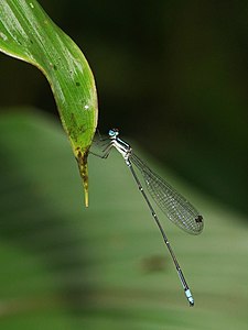 Caconeura risi (ആൺതുമ്പി)