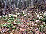 Helleborus niger