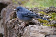 特内里费岛蓝燕雀（英语：Tenerife blue chaffinch）