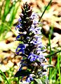 Ajuga reptans (infiorescenza)