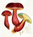 Punktstokket indigorørhat (Neoboletus luridiformis)