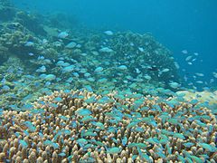 Groupe de demoiselles bleues (Chromis viridis)