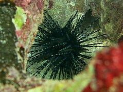 Un oursin à doubles piquants (Echinothrix diadema)