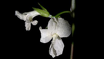 Fleur asymétranthe (Maranta subterranea).