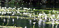 Ranunculus aquatilis dans son biotope (vallée du Rhin).