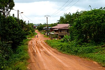 Cacao