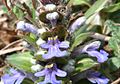 Ajuga reptans (dettaglio dell'infiorescenza)