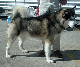 An Alaskan Malamute