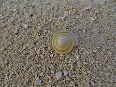 Une coquille de gastéropode non identifié de la famille des Architectonicidae, échoué sur une plage.