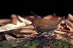 Товака велика (Chamaeza nobilis)