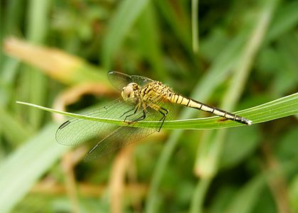 Diplacodes nebulosa (പെൺതുമ്പി)