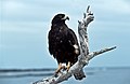 Galápagos hawk