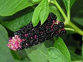 Лаконос ягодный (Phytolacca acinosa)