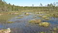 Image 7A bog in Lauhanvuori National Park, Isojoki, Finland (from Bog)