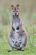 Macropus rufogriseus rufogriseus Bruny