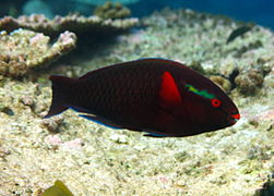 Un poisson-perroquet brun (Scarus niger) en phase finale (mâle)