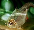 Denne nulevende ferskvandskrebs (Triops longicaudatus) har tre øjne og 140 fødder, som den også ånder gennem. Den kaldes for damrokke og har slægtninge tilbage i Devon, der af ydre har haft omtrent samme udseende. Embryoerne kan klare sig 20 år uden vand.