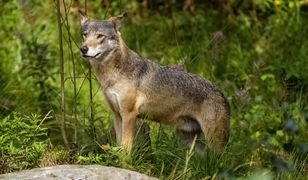 Lup cenușiu (Canis lupus)