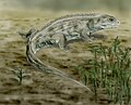 Artist impression Brachyrhinodon