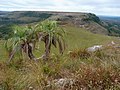 Miniatura para Butia paraguayensis