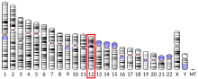 Ideogram human chromosome 12.svg