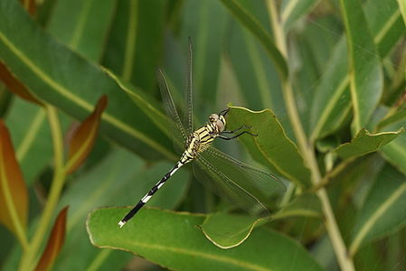 Orthetrum sabina (പെൺതുമ്പി)