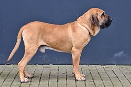 Fila brasileiro