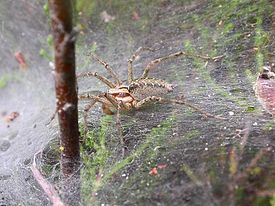 Agelena labyrinthica