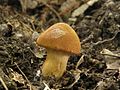 !!!Cortinarius orellanus!!!