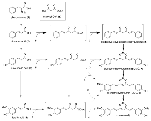 Biosynthetic pathway of curcumin in Curcuma longa.[5]