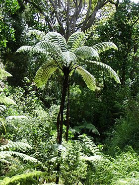 Cyathea medullaris