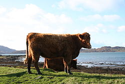 Luing cattle, side on, on the beach of Luing