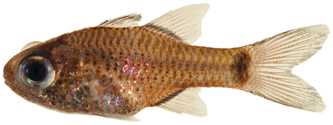 Phaeoptyx conklini