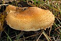 !Pholiota populnea!