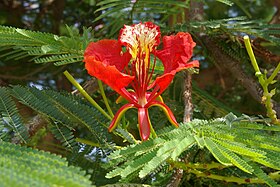 Detalhe da flor da Delonix regia no kibutz Ginnossar, em Israel