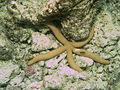 Linkia guildingi, a Meedhupparu, Maldive.