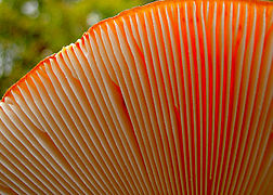 Lamelas de un ejemplar de Amanita muscaria