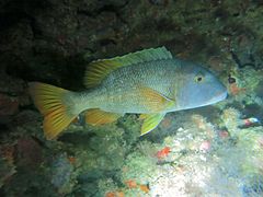 Un bec de cane à nageoires orange (Lethrinus erythracanthus)